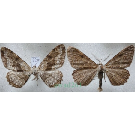 Alcis repandata (Linnaeus, 1758) pair Przylepek nagrabek Czech32g